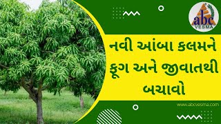 નવી આંબા કલમને ફૂગ અને જીવાતથી બચાવો | Save Mango Tree from Fungus