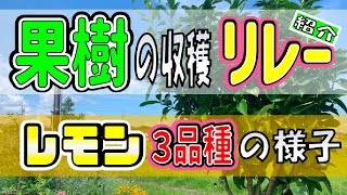 レモン栽培　20240629　果樹の収穫リレーとレモン3品種の様子【マイヤーレモン】【ピンクレモネード】【璃の香】