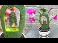 Try matching 3 types of cactus together | Christmas cactus