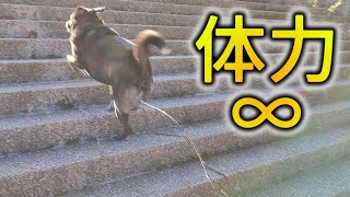 【甲斐犬雑種】体力永久機関のイーヌを疲れさせたい【保護犬】