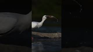 Open-Bill Stork Fishing in Keoladeo bird sanctuary 😍 || Wildlife Photography 📷😍