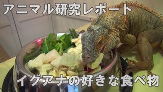 イグアナの好きな食べ物を調べてみました 【アニマル研究レポート】