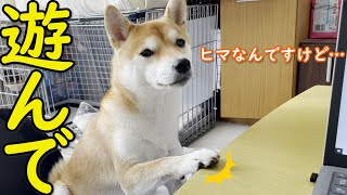 【かわいい】かまってほしくて仕方がない柴犬が可愛くて仕事が進まない