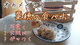 オカメインコ　粟穂を食べる