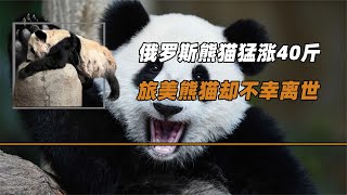 同“貓”不同命，俄羅斯熊貓猛漲40斤，旅美熊貓卻不幸離世