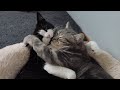 Cats cuddling quickly turns into fight