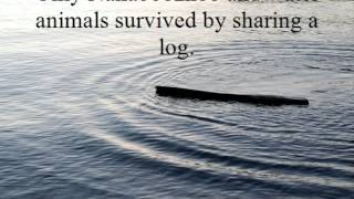 Turtle Island - Creation Myth (Re-telling)