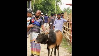 ভাই কত নিলো ২০২৪ ! দেখুন ক্রেতারা কোরবানির গরু কে কত দিয়ে কিনলো  || হযরতপুর গরুর হাট 2024