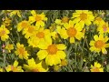 2023 carrizo plain wildflowers