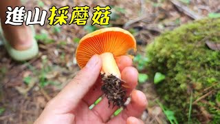 農村小夥采蘑菇，來晚了大部分蘑菇都被別人采沒了，好不容易采了一籃子回家炒臘肉吃【阿峰小農家】