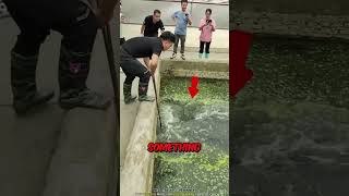 Many Crocodile In Swimming Pool #shortvideo