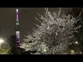 梅の花　白梅　　隅田公園　墨田区　弘福寺 裏門　桜橋近く　東京スカイツリー　ライトアップ　桜　舞　　2022年3月4日 金 　スマホ　iphone se