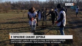 В Тирасполе сажают деревья