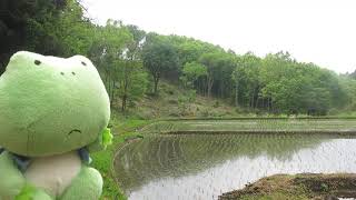 えほんの丘の田んぼで、静かに耳をかたむけて、ほっこり。野鳥やカエルの声が聞こえる。2020年５月10日