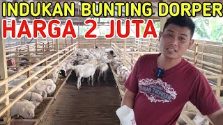 CEK HARGA INDUKAN BUNTING DORPER CUMA 2 JUTA