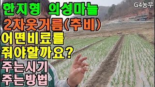 마늘밭 2차웃거름 어떤비료를줘야마늘이대박날까요 2차웃거름주는시기 2차웃거름주는방법 한지형마늘