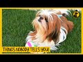 5 Things NOBODY Tells You About Owning a Shih Tzu