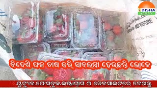 ବିଦେଶି ଫଳ ଚାଷ କରି ସ୍ୱାବଲମ୍ବୀ ହେଉଛନ୍ତି ଲୋକେ#odishamobiletv #bjp #bjd #jajpur #kaliapani #truck