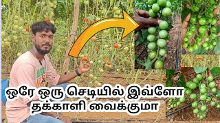 🤯😱🍅ஒரு செடியில் இவ்வளவு தக்காளி காய்க்குமா🍅 /இதுவரை யாரும் பார்க்காத செடி🍅😲😲😲