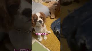 #キャバリア #キャバリアキングチャールズスパニエル #イッヌ #愛犬 #犬のいる暮らし #dog #cachorro #cavalier #ステファニー #プリンセス #shorts #apple