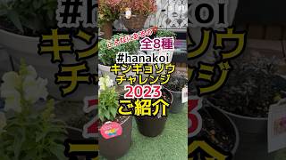 hanakoi キンギョソウチャレンジ2023 私の育てるキンギョたちはこちら😆‼️‼️#hanakoiキンギョソウチャレンジ2023#キンギョソウ#花 #ふらわ #flowers #楽しい園芸