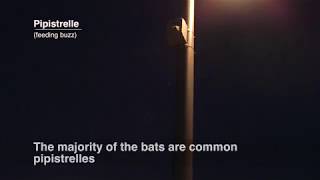 Bats in the city