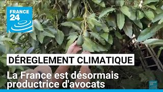 Dérèglement climatique : la France est désormais productrice d'avocats • FRANCE 24