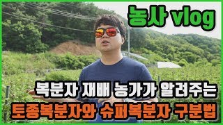 농사vlog 복분자 수확 10일전 미숙과 상태의 모습과 토종복분자와 슈퍼복분자의 차이점 구분하