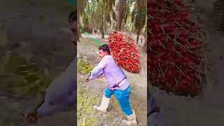 আম বাগানের কাজ খুব কষ্টের#reels #video #viral