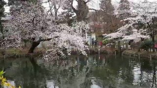 お花見散歩　井の頭公園の桜　ここでも中国語　２０１６．３．２８　Ohanami Sakura Inokashira Park