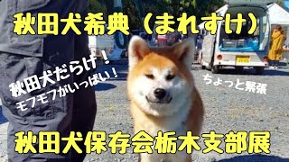 秋田犬希典（まれすけ）秋田犬保存会栃木支部展に見学に行ってきたよ🐾モフモフ秋田犬がいっぱい！