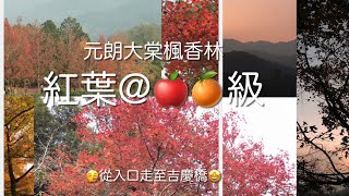 大棠紅葉🍁紅和極紅@2021年12月尾📸燒烤場行到吉慶橋🍁滿滿紅葉樹蔭🌆從下午至傍晚🌲Hong Kong Winter Red Leaves by end of Dec 2021 大棠楓香林