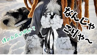 【愛犬と日常】後輩2匹が初雪体験した結果、はしゃぎ過ぎて大変な事になったw w