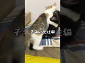 新入り子猫もぐvs先住猫うに shorts