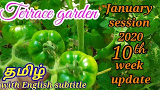 Terrace garden January season 10th week update. Tamil with English subtitle. மாடி தோட்டம்.