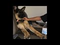 German Shepherd home from boarding facility *update on Zeus