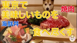 【わんこと女子の車中泊】東京で美味しいものを食べ尽くす！