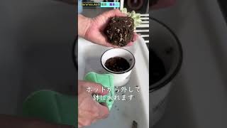 ちょっと高級！セダム・アトランティス植え付けます！