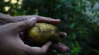 Prairie Gold Produce Potato Farmer