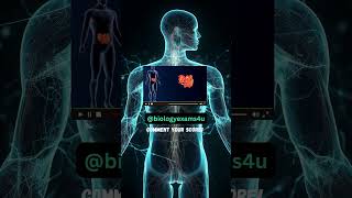 Guess the organs! 5/5 is difficult.