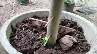 Male Papaya to hermaphrodite experiment