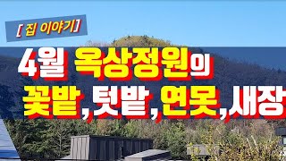 4월의 우리집 옥상정원의  꽃밭, 텃밭, 연못, 새장 모습입니다