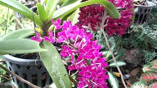 Thai Orchids @ Lampang province กล้วยไม้สกุลช้างบานที่ อ.แจ้ห่ม จ.ลำปาง  #  2