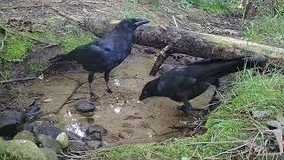 Crow family at the stream with vocal baby crow!