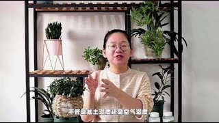 金鱼吊兰老是养不好，秋季做好几点，枝繁叶茂花苞蹭蹭长