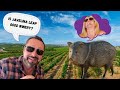 Javelina Leap Winery  Sedona: Do it or Skip it?