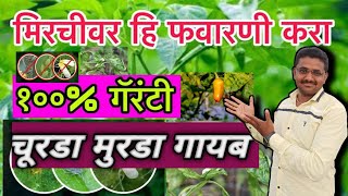 मिरची पिकातील चुरडा मूरडा नियंत्रण |Control Leaf Curl of Chili Crop|चूरडा मुरडा |मिरची किड नियंत्रण|