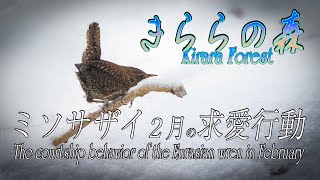 【きららの森】ミソサザイ真冬のコミュニケーション   Eurasian wren,  Midwinter Communication