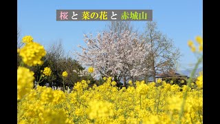 【高崎大好きNo 062】 桜と菜の花と赤城山H