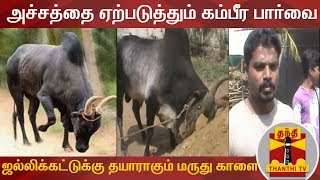 தமிழ் மரபின் பெருமைகளைத் தூக்கிப் பிடிக்கும் காங்கேயம் காளை  | Jallikattu